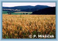 Getreidefelder unterwegs aus dem Berg Ruprechtick� �pi��k