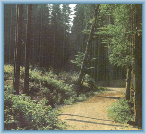 Urwald Boub�n