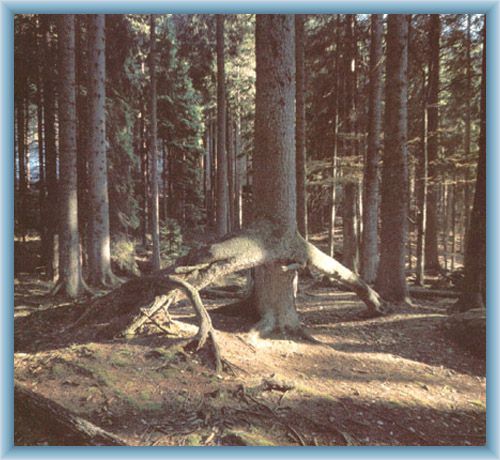 Urwald Boub�n