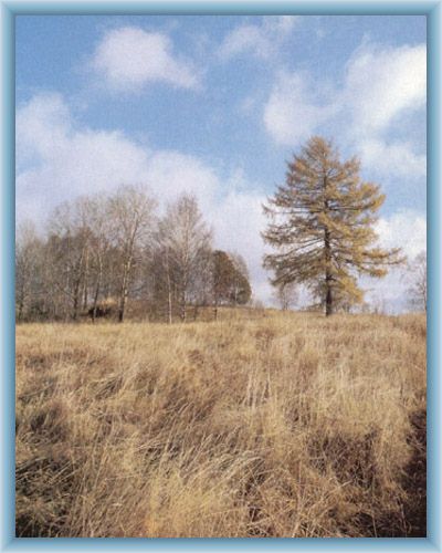 Torfmoor Novosv�tsk� sla�
