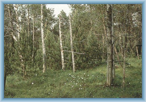 Reservat Podkov�k
