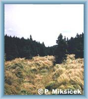 Tal Bezru�ovo �dol�