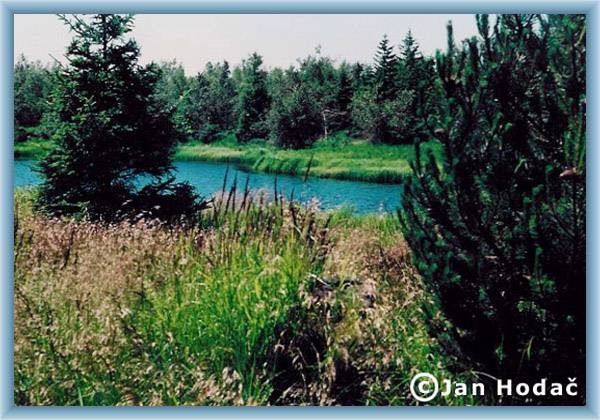 Teich �ern� rybn�k