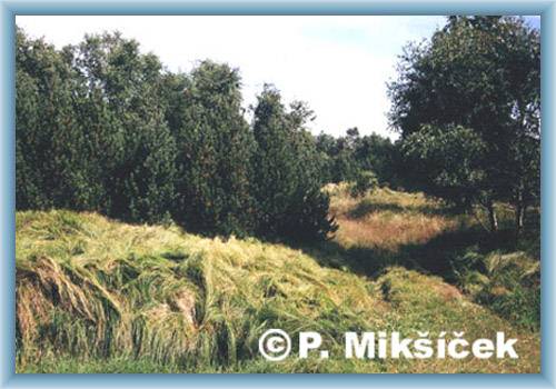 Wilde Vegetation