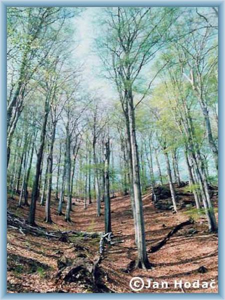 Erzgebirgige Buchenw�lder