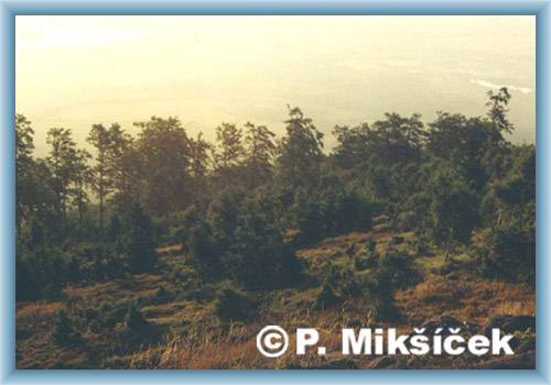Junge Morgen bei Stropn�k