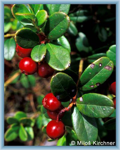 Waldbeere im Detail