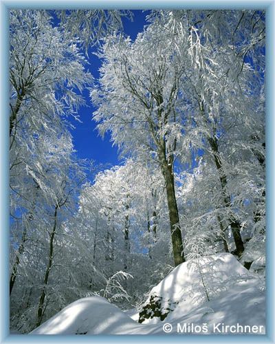 Frost im Buchenwald