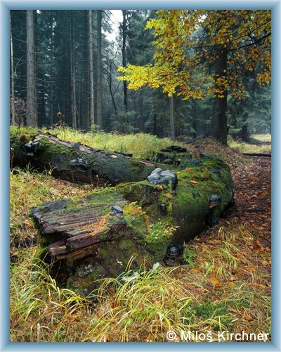 Iserurwald