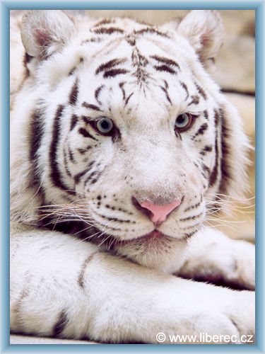 Liberec - ZOO