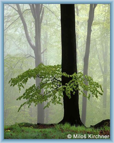 Buche und Nebel