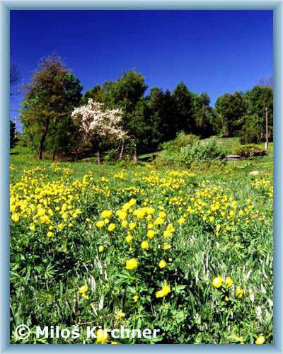 Trolius europeus in Polubn�