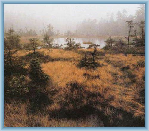 Torfmoor Na �ihadle