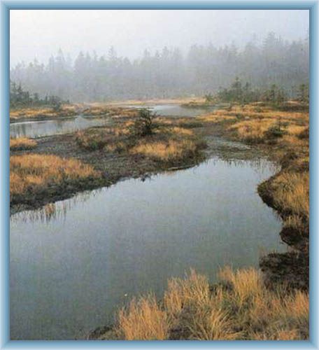 Torfmoor Na �ihadle