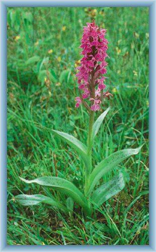 Gebirgsblume