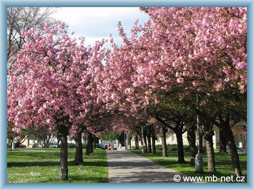 Mlad� Boleslav - Park