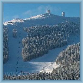 Ski are�l Arber