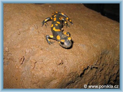 Ponikl� - Grotte