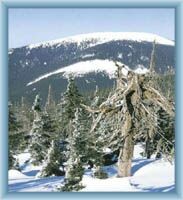 Winteranblick auf den Berg Králický Sněžník