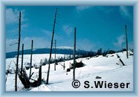 Unter dem Berg Svorová hora 1982