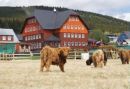 Hütte Malá Úpa