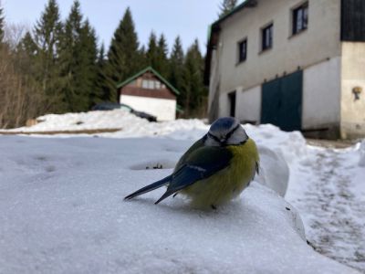 Berghütte Barbora