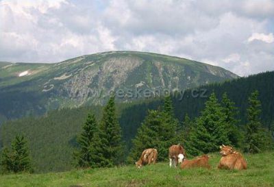 Růžohorky - Děčínská bouda Bergfarm