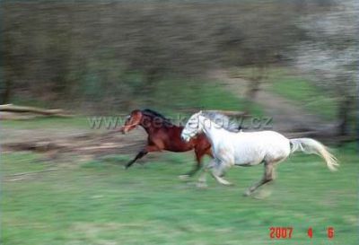 Farm Třebušín - Zababeč