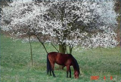 Farm Třebušín - Zababeč