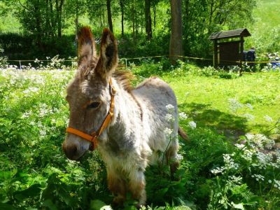 Hütte für Familien mit Kindern HERTA II