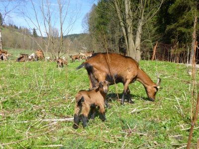 Hütte für Familien mit Kindern HERTA II