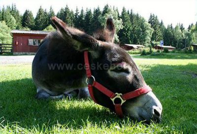 Ferienhaussiedlung Ádova Úbislav