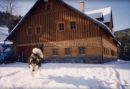 Buffalo