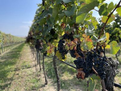 Hotel U Hrádku**** SUPERIOR