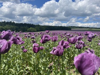 Hotel U Hrádku**** SUPERIOR