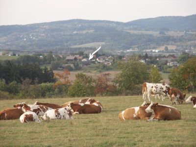 Holzhütte pod Kozákovem