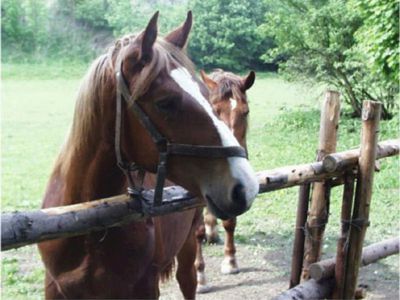 Pension Selský dvůr - Agrotouristik