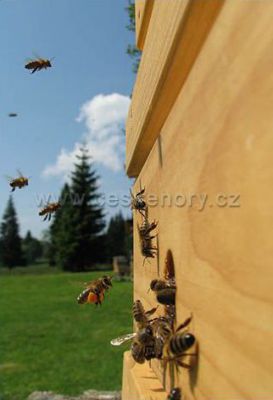 Včelařská chalupa - Borová Lada