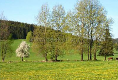 Včelařská chalupa - Borová Lada