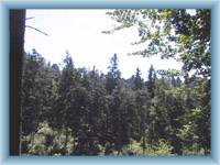 Gipfel von Felsen Jiráskovy skály im Wald